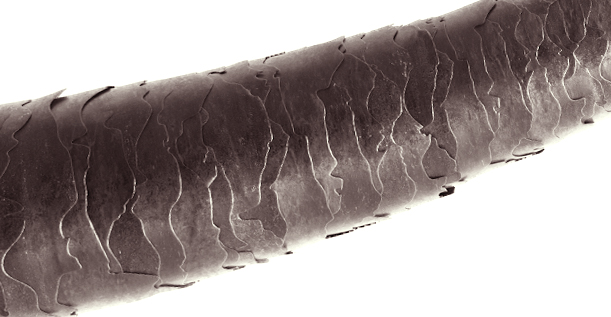 Włosy niskoporowate